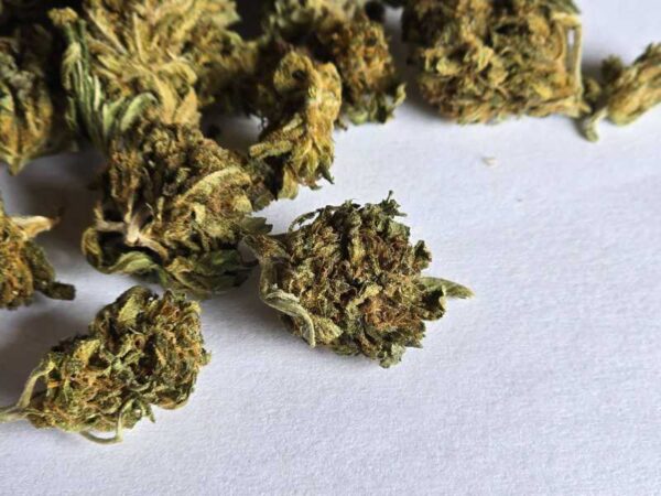 Tangarine 20% CBD flower 1g - Image 4