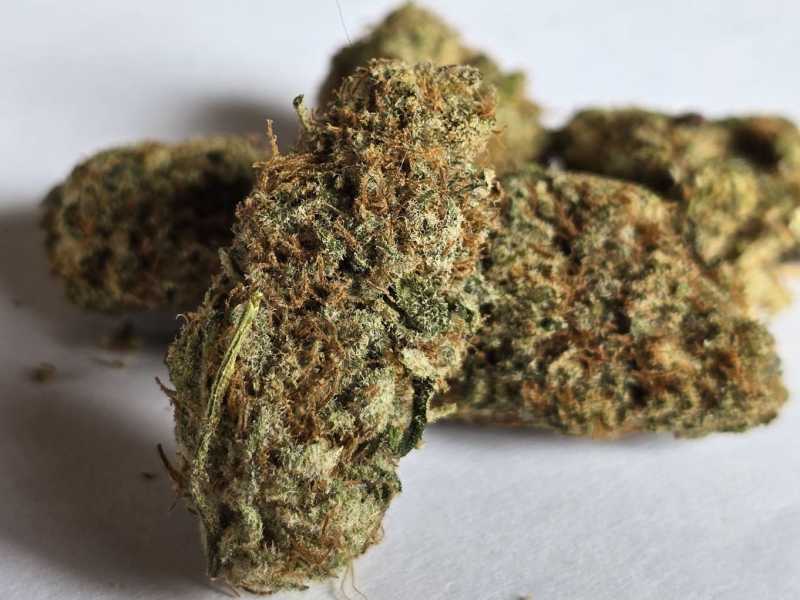 Mimosa CBD 1g – Obrázok 3