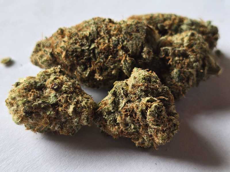 Mimosa CBD 1g – Obrázok 2